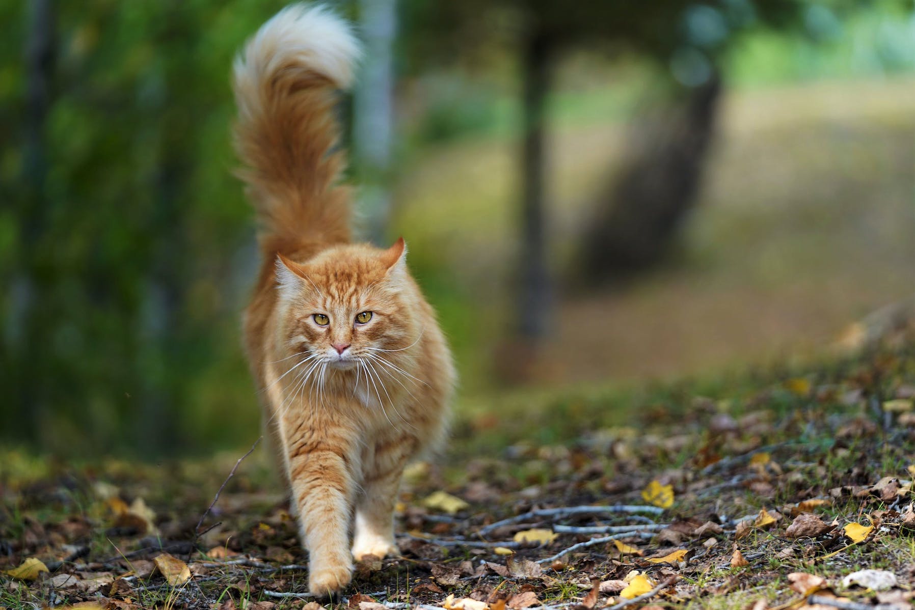 Rötliche Langhaarkatze streift durch die Natur