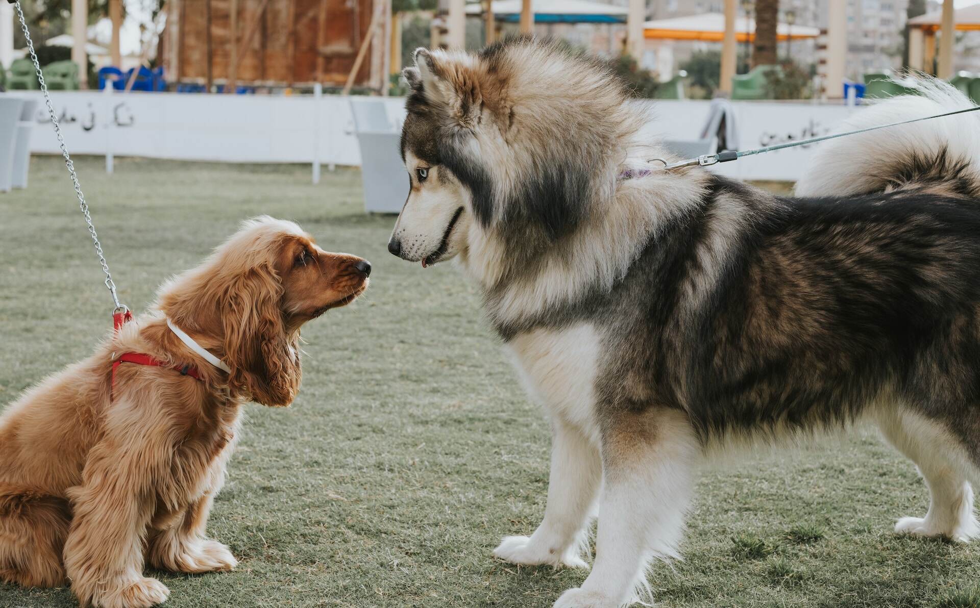 Two dogs sniff at each other at a park