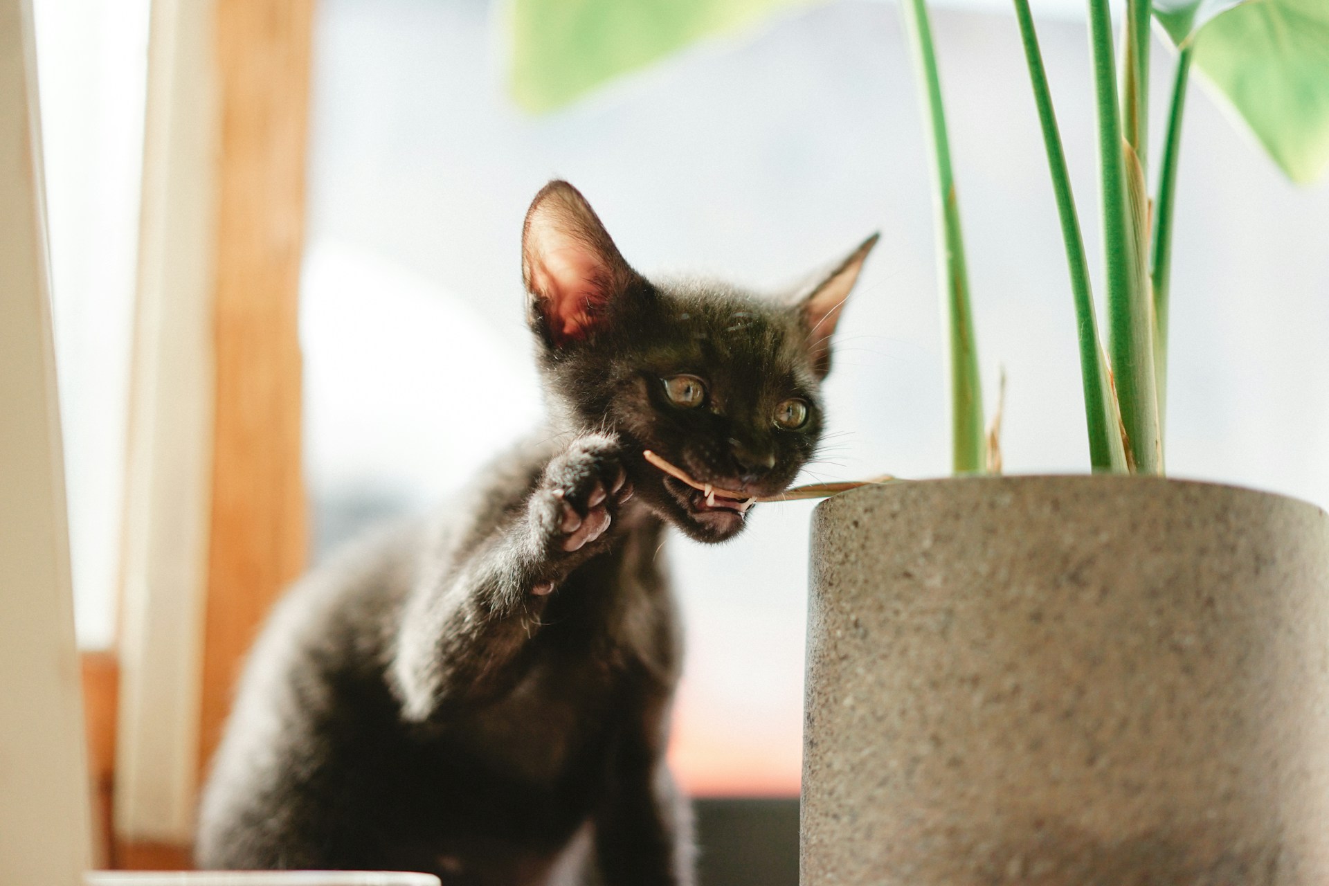 En liten svart kattunge som tar en bit av en plante