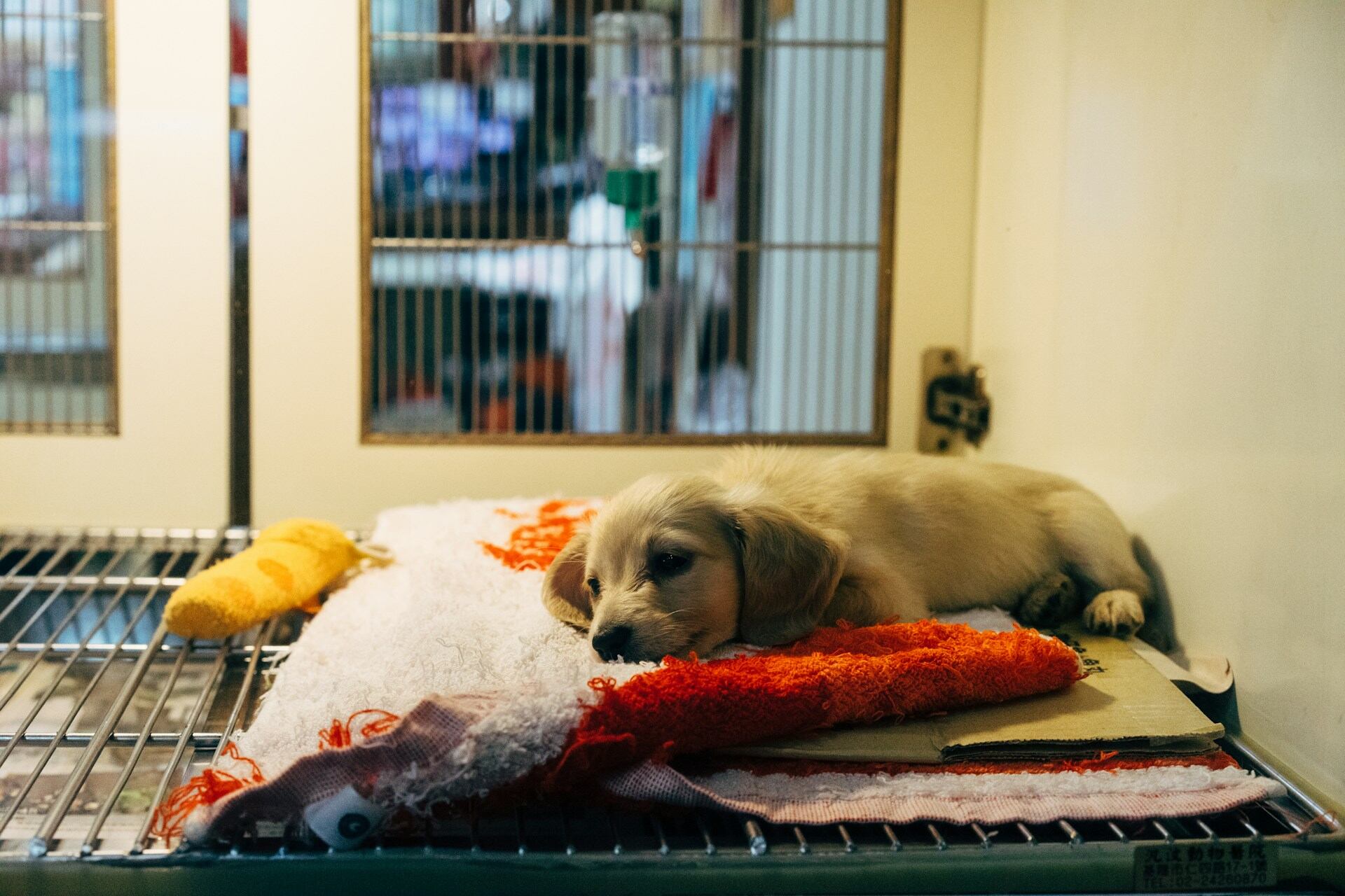 A puppy lying on a blanket at an animal shelter