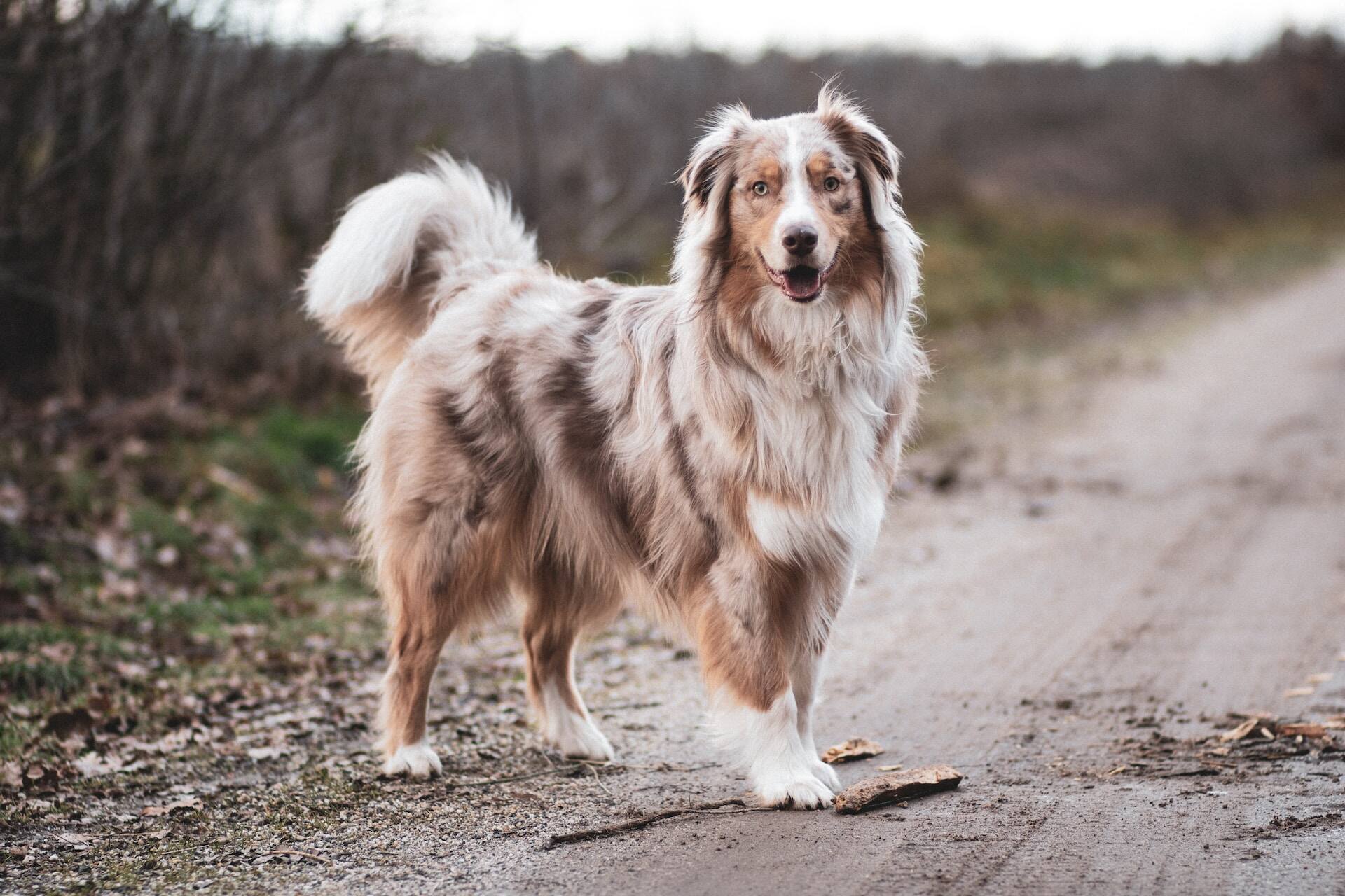 An Australian Shepherd dog exploring a forested path