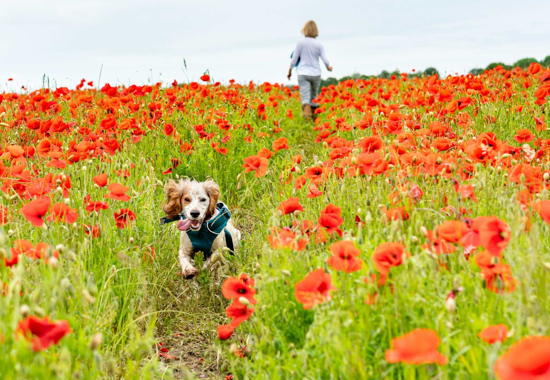 A small white and brown dog running away from a woman in a field of red flowers