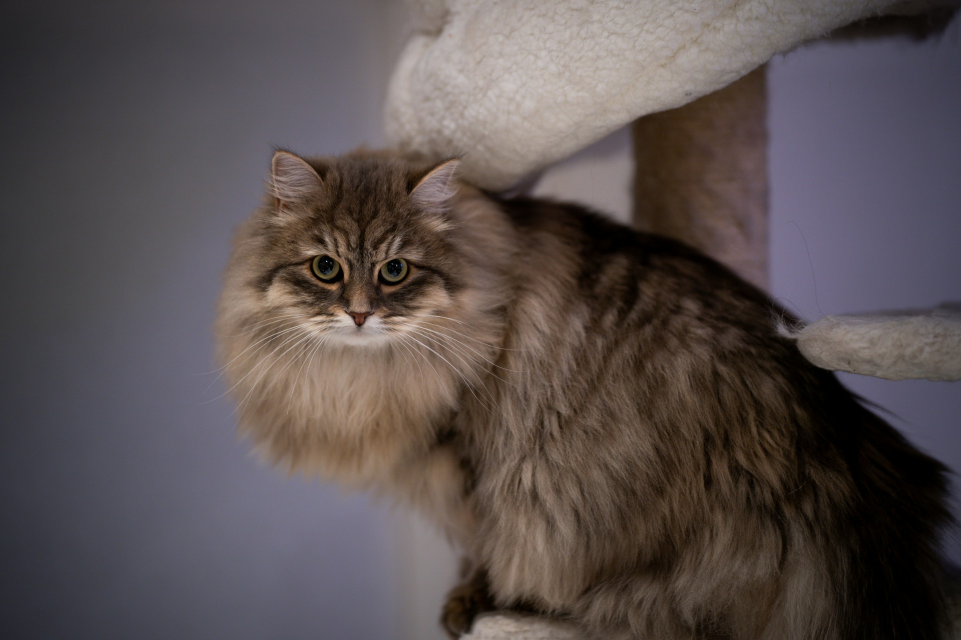 A Siberian cat sitting by a scratching post indoors