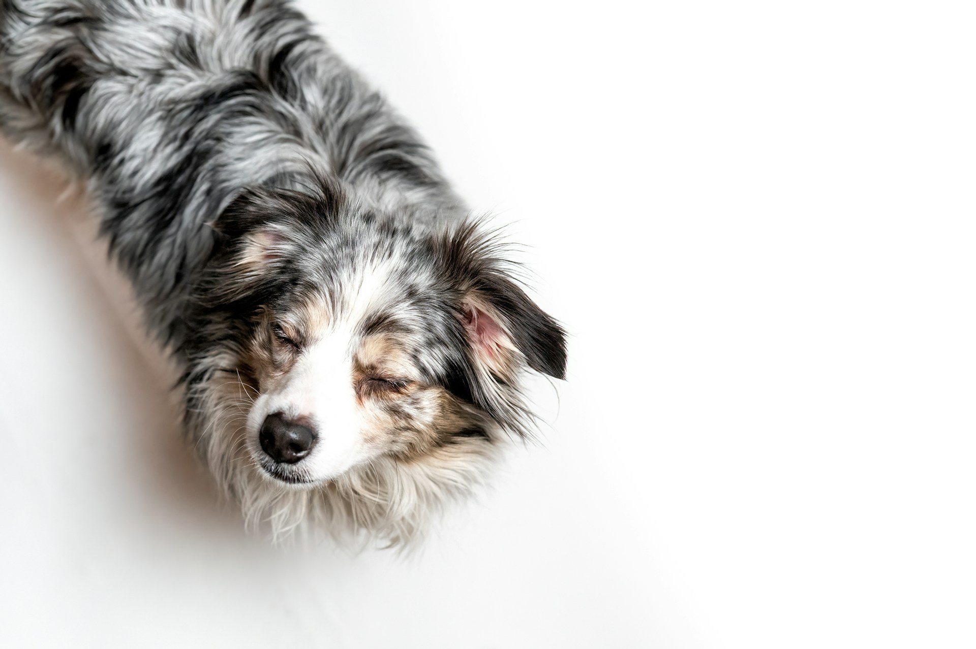 A tired dog dozing off on the floor