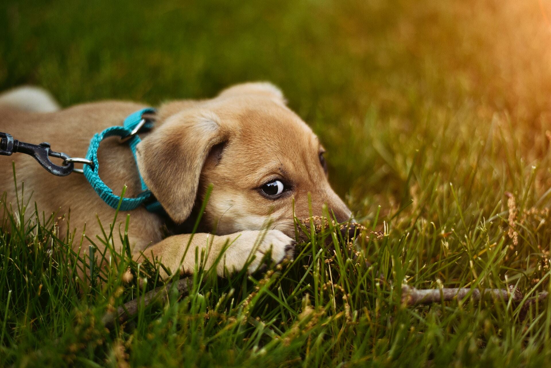 A puppy wearing a leash playing in the grass