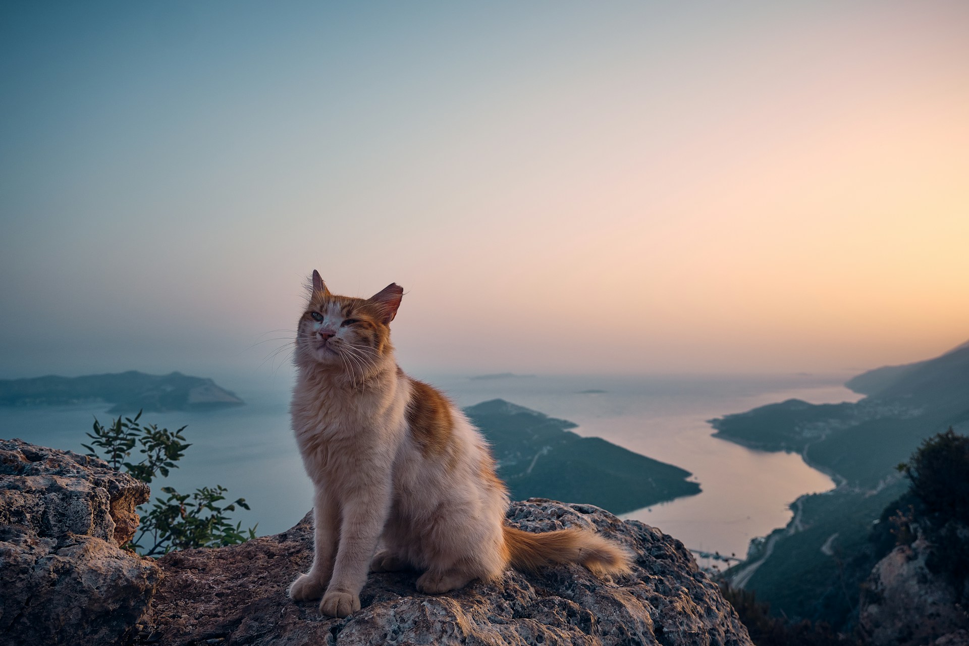 En utekatt som sitter på en klippe med utsikt over havet