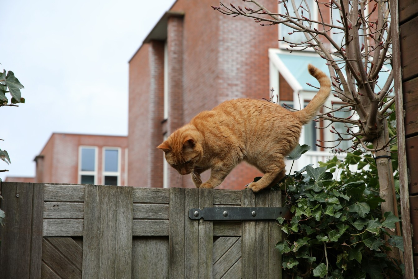 En oransje katt som balanserer på et tregjerde