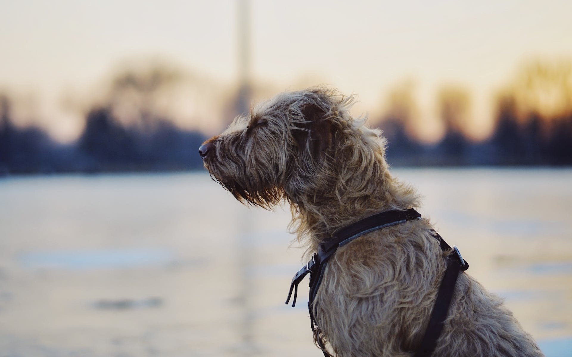 An Irish Wolfhound wearing a harness and sitting by a river