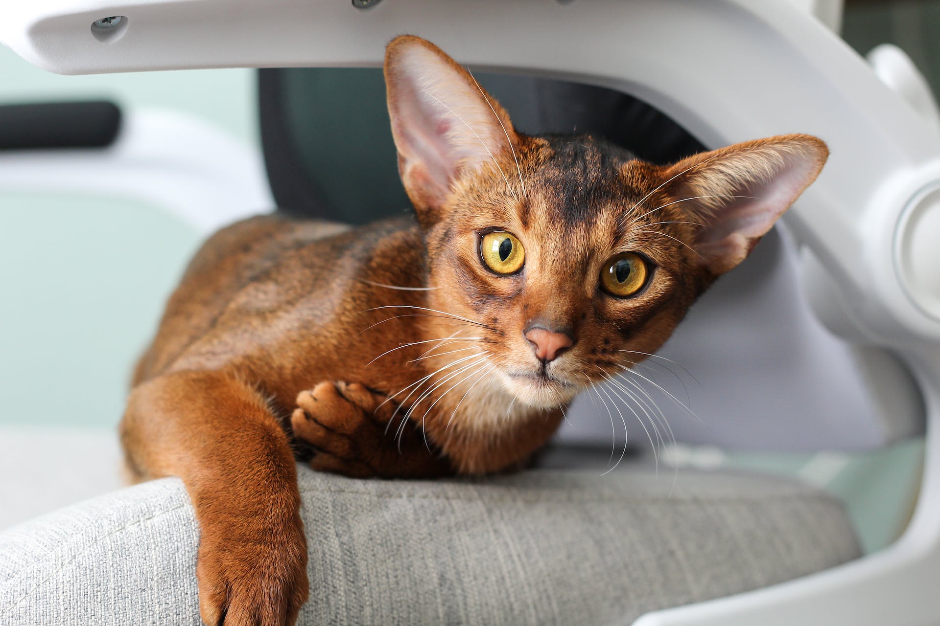 Abessinierkatze auf einem Stuhl