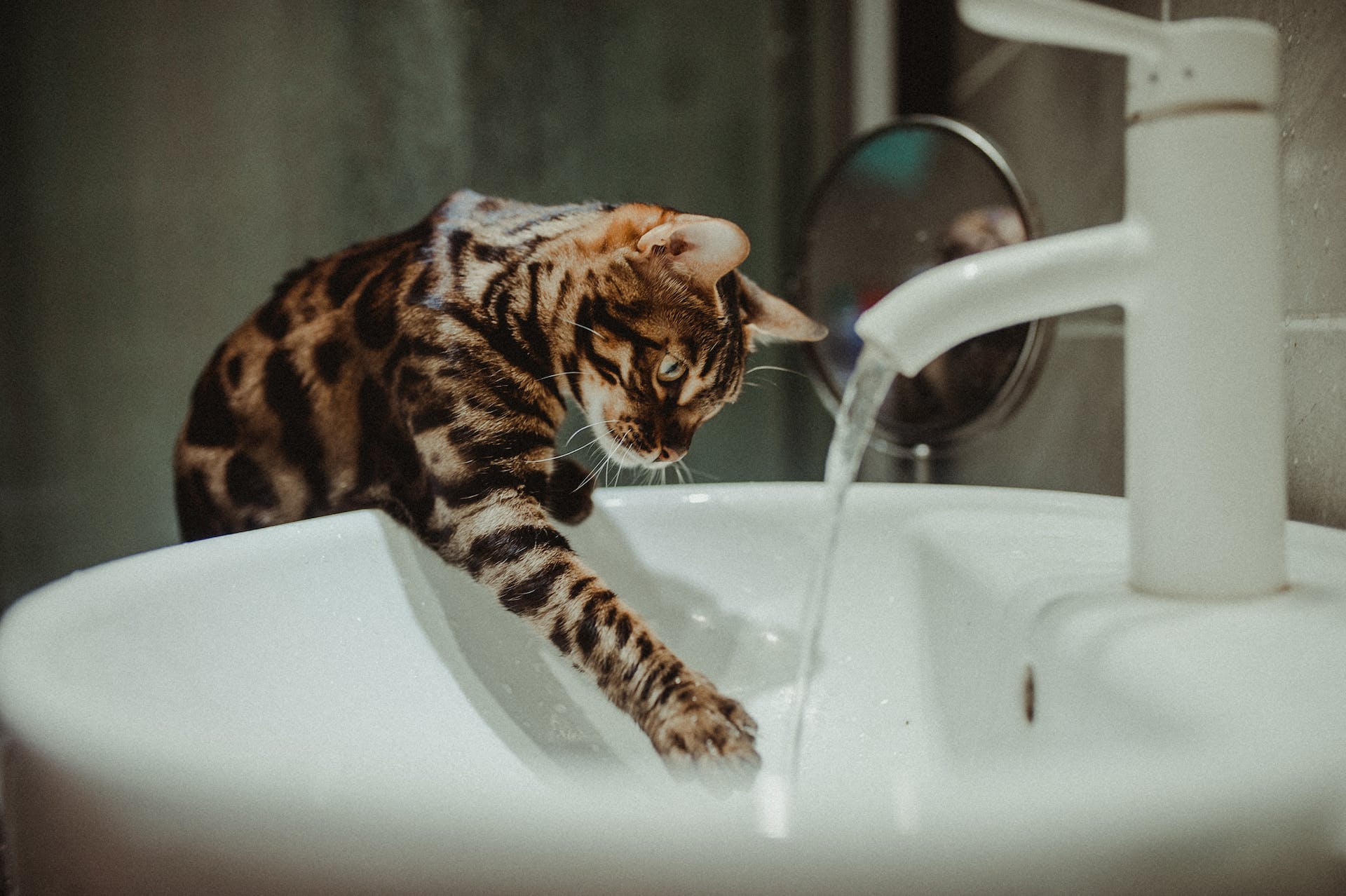 Bengalkatze beim Spielen mit Wasser im Waschbecken