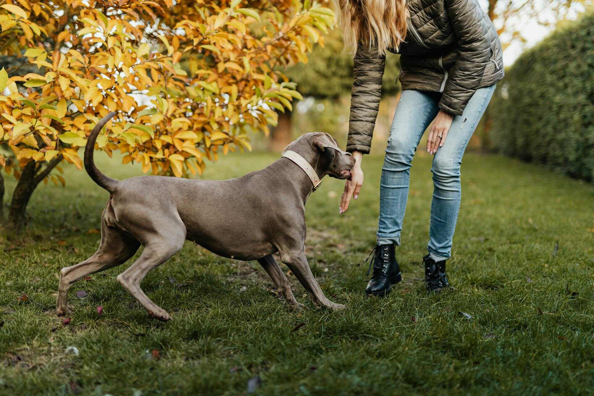 A woman practicing dog recall training in a garden