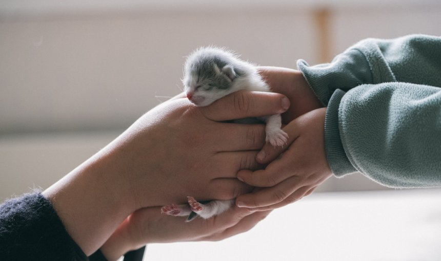 A woman passing a newborn kitten to her child