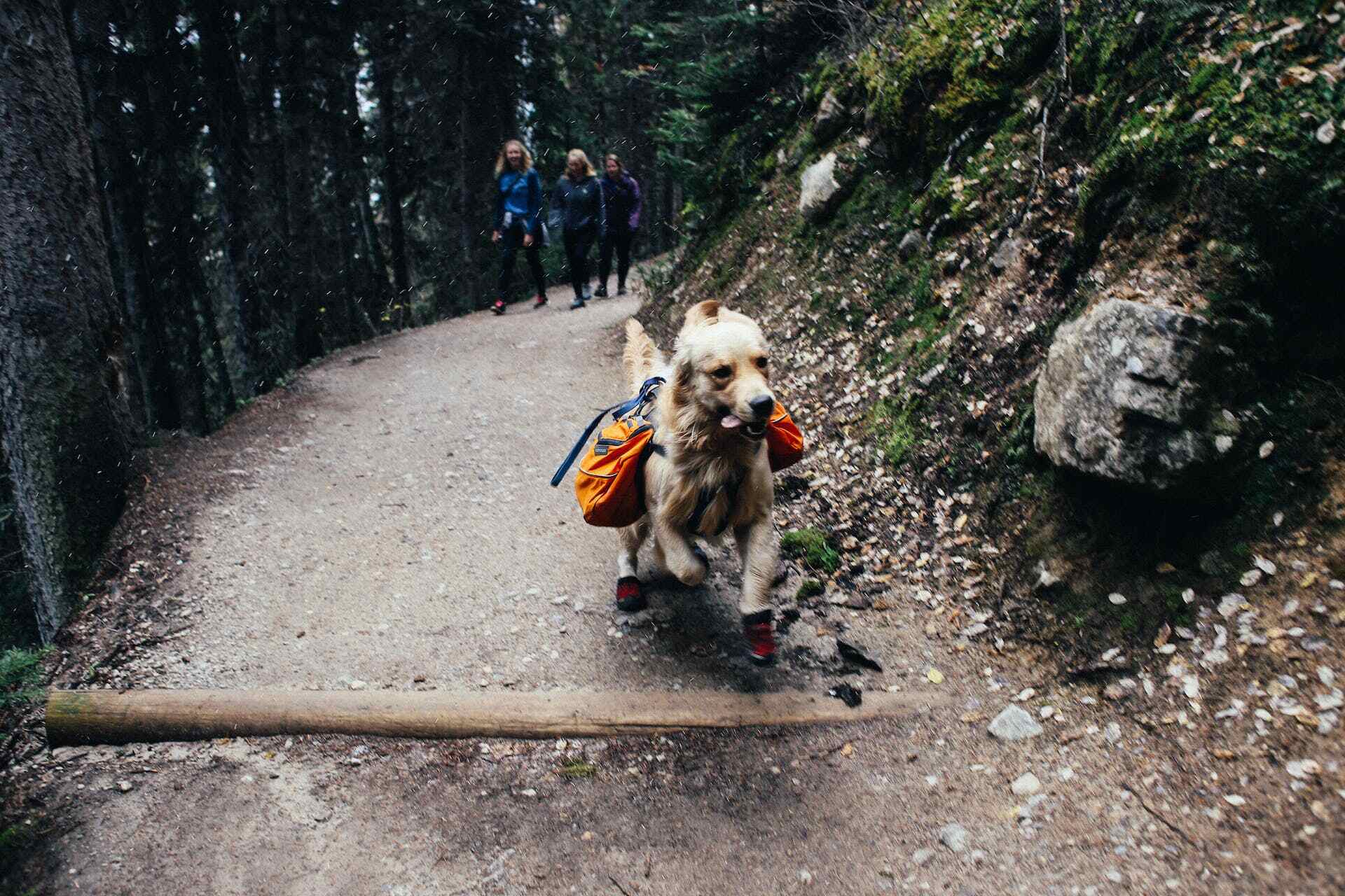 un cane corre per un sentiero boschivo durante un'escursione