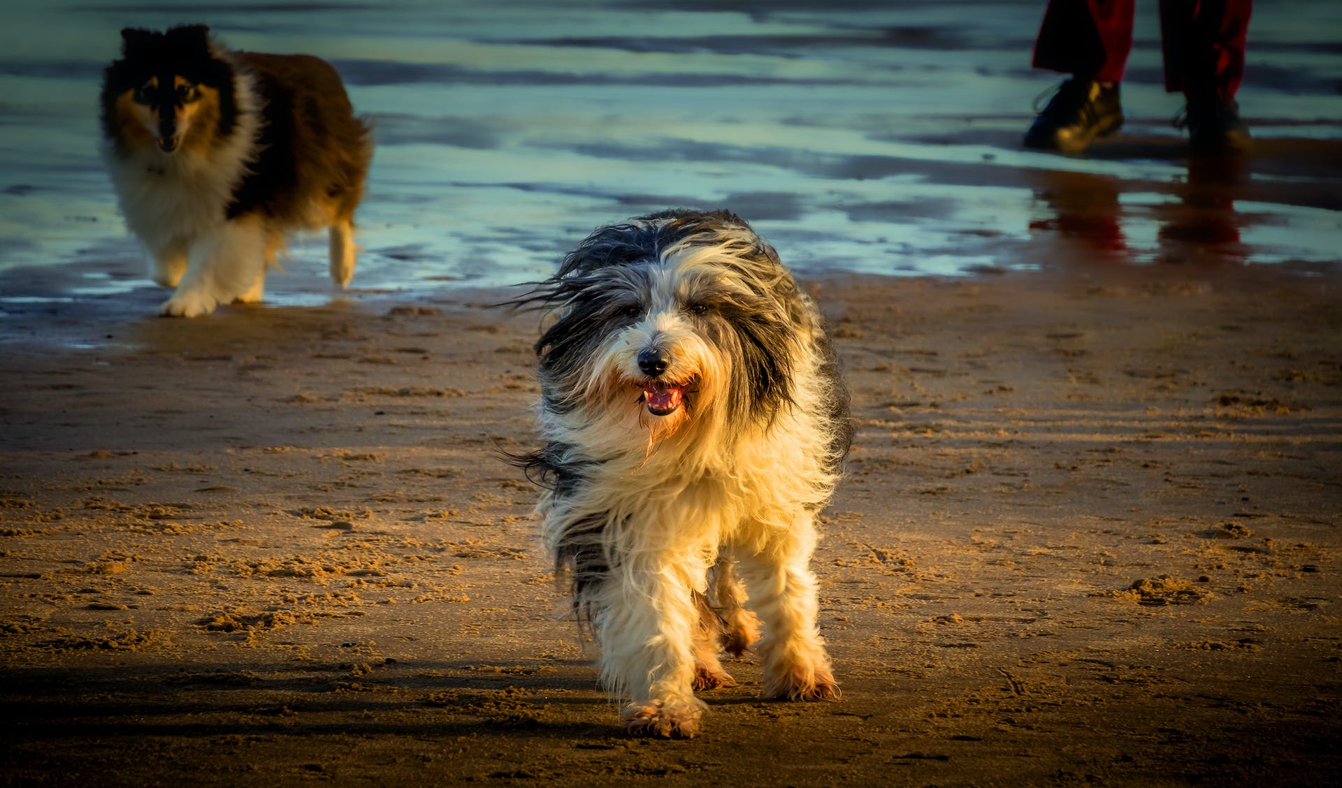 A Bearded Collie running on a beach