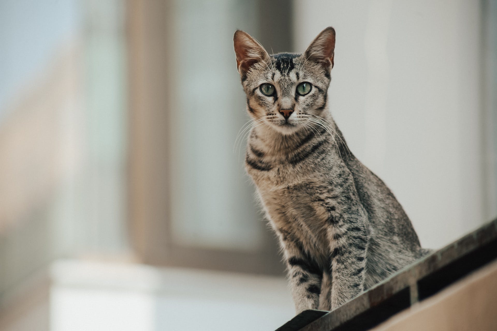 An Egyptian Mau cat sitting on a balcony ledge