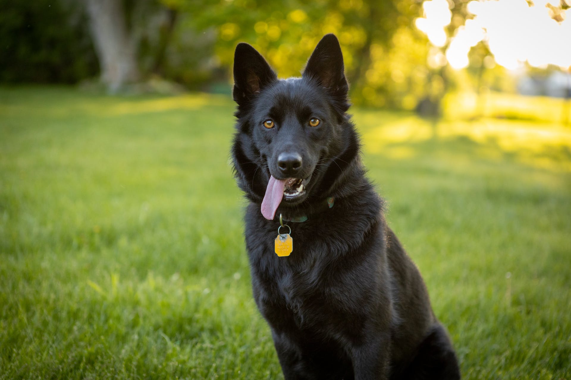 A black Schipperke sitting outdoors in a green lawn