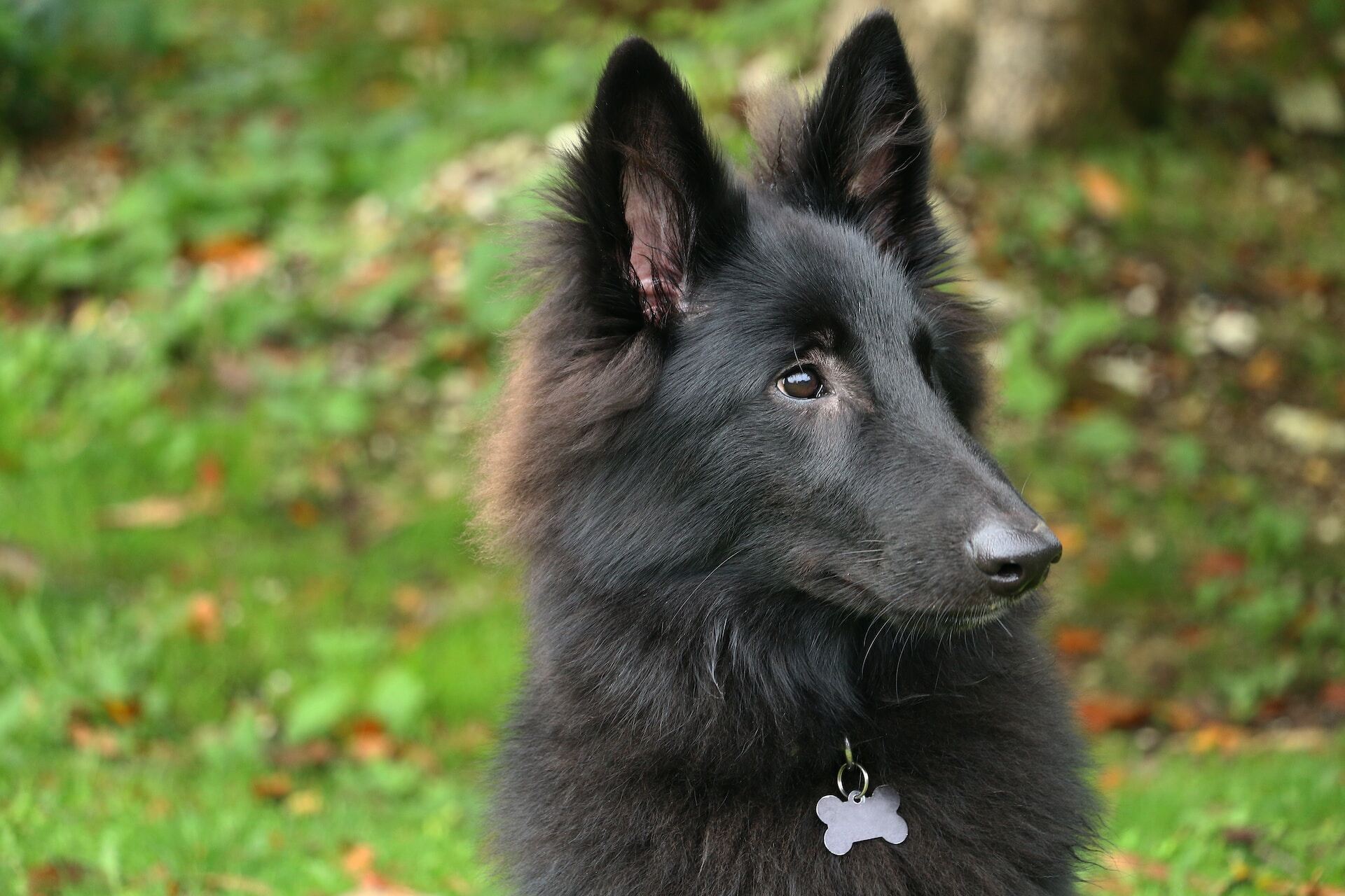 A Belgian Sheepdog in a grassy lawn