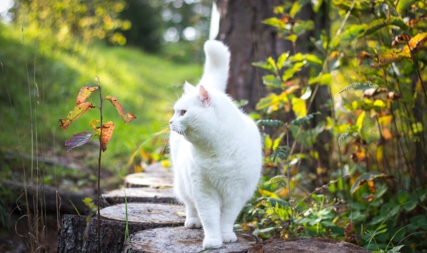 Weiße, schwangere Katze spaziert im Garten herum