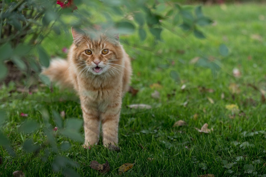 Rötliche Katze streift im Garten umher