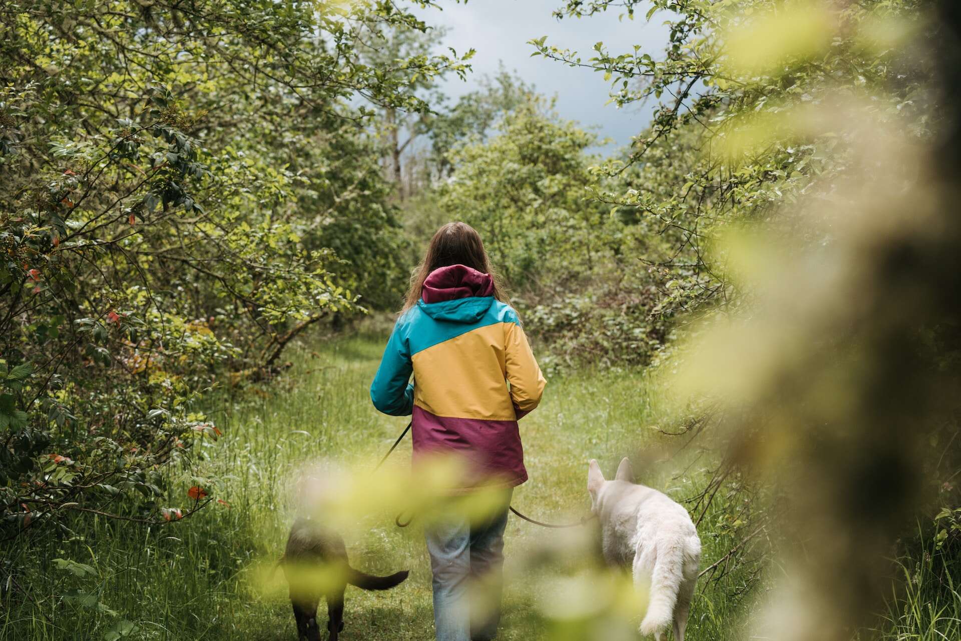 A woman walking two dogs in a forested area