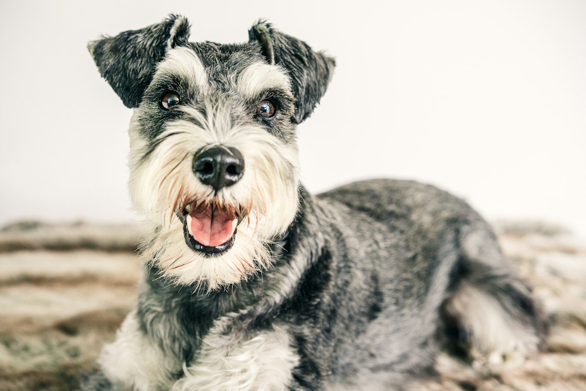 A Miniature Schnauzer sitting on a carpet indoors