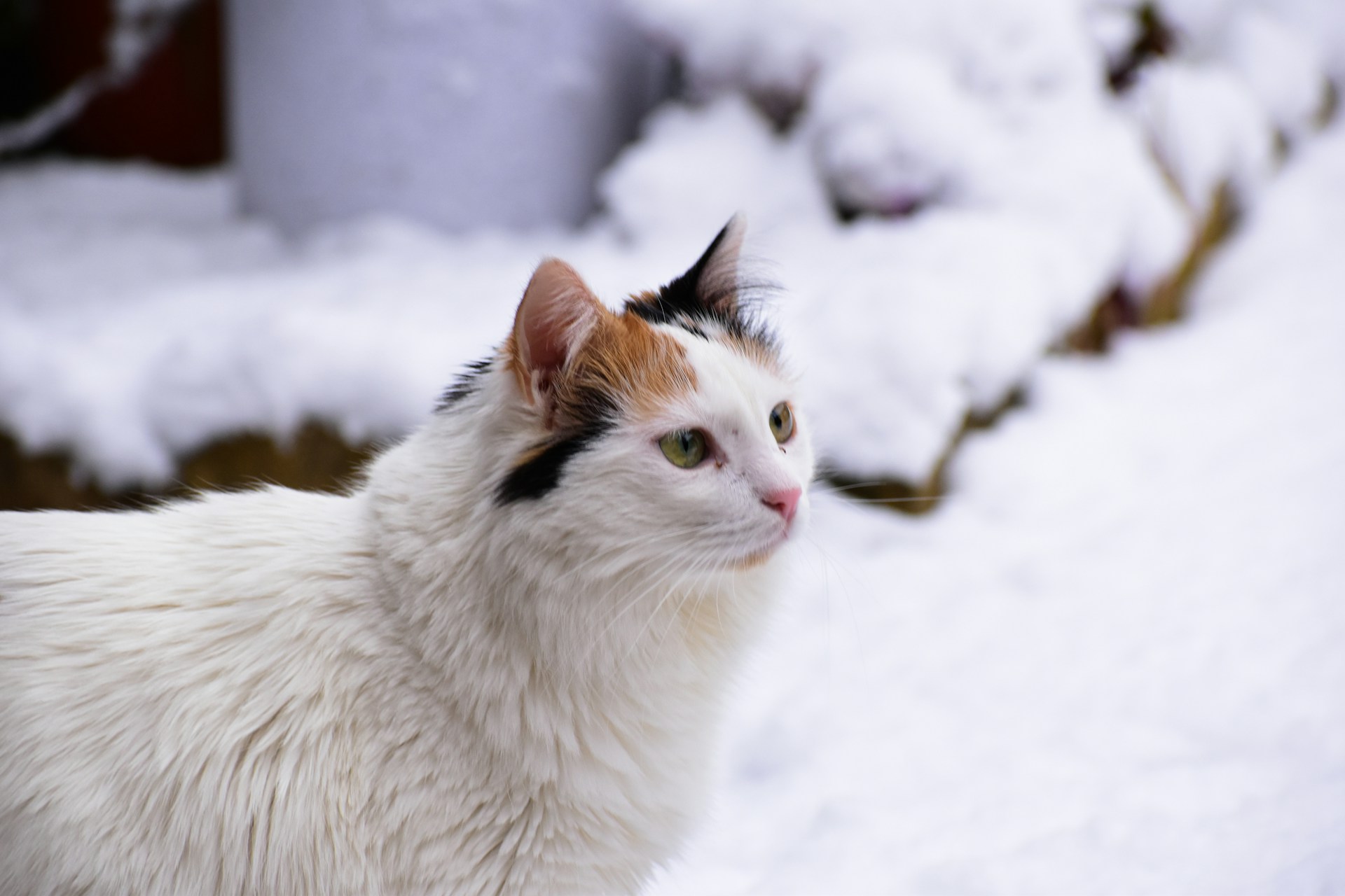 A Turkish Van cat standing outdoors in the snow