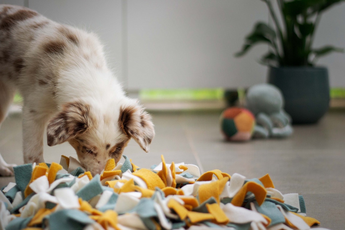 Australian Shepherd Welpe sucht Leckerlis in einer Decke