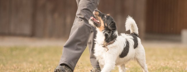 Terrier geht bei Fuß in einer Wiese