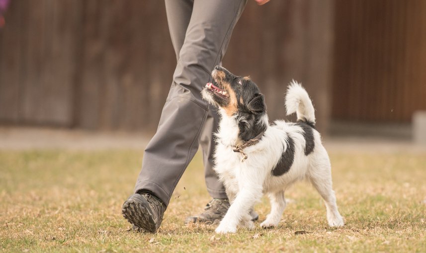 Terrier geht bei Fuß in einer Wiese