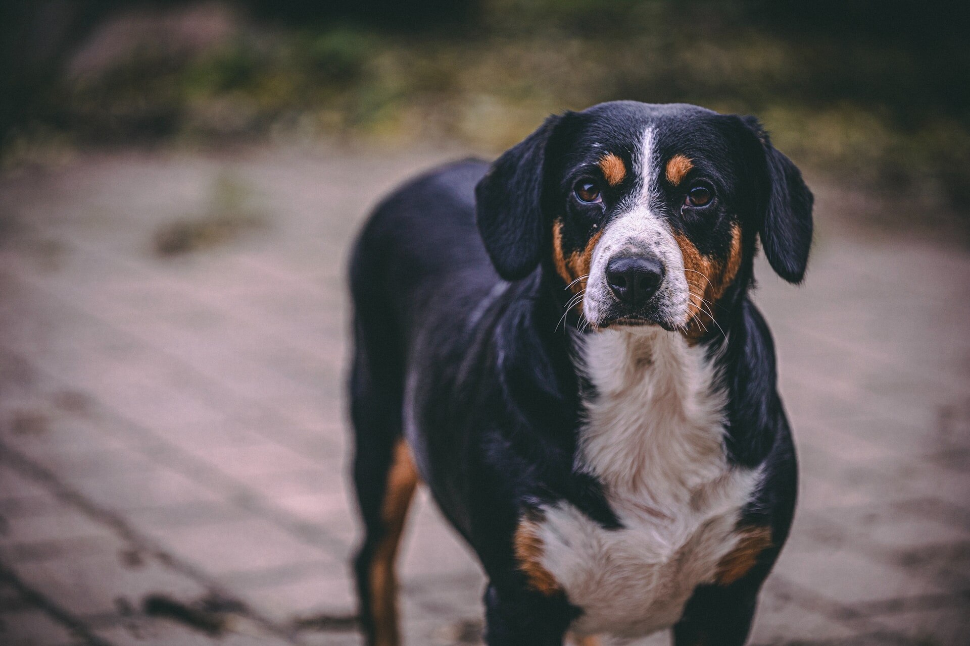 A Greater Swiss Mountain dog in a garden