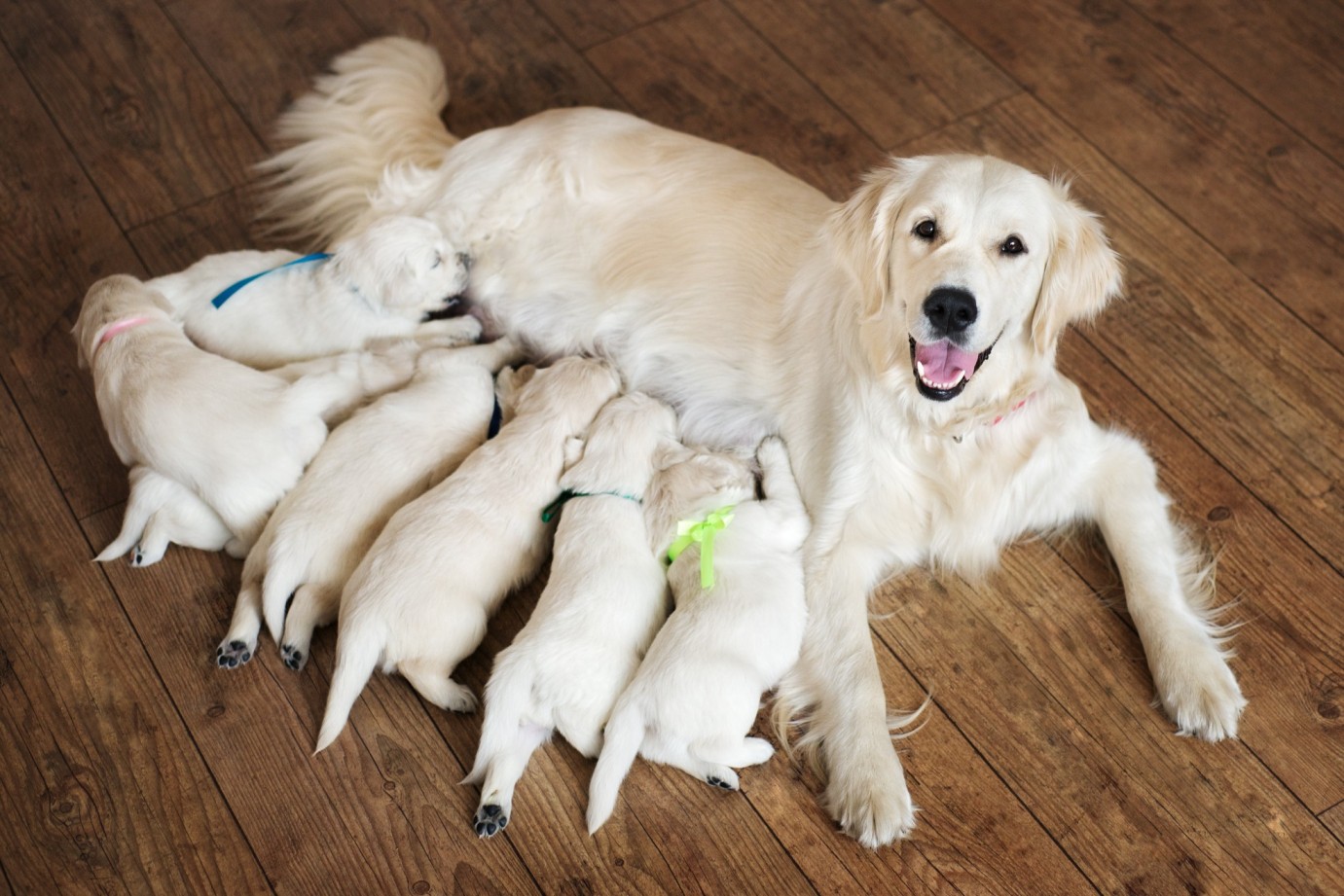 A Golden Retriever feeding a litter of puppies