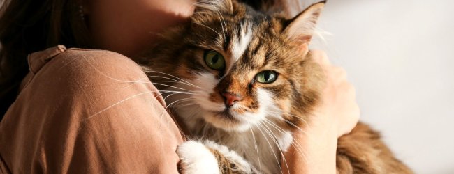 A woman hugging a cat