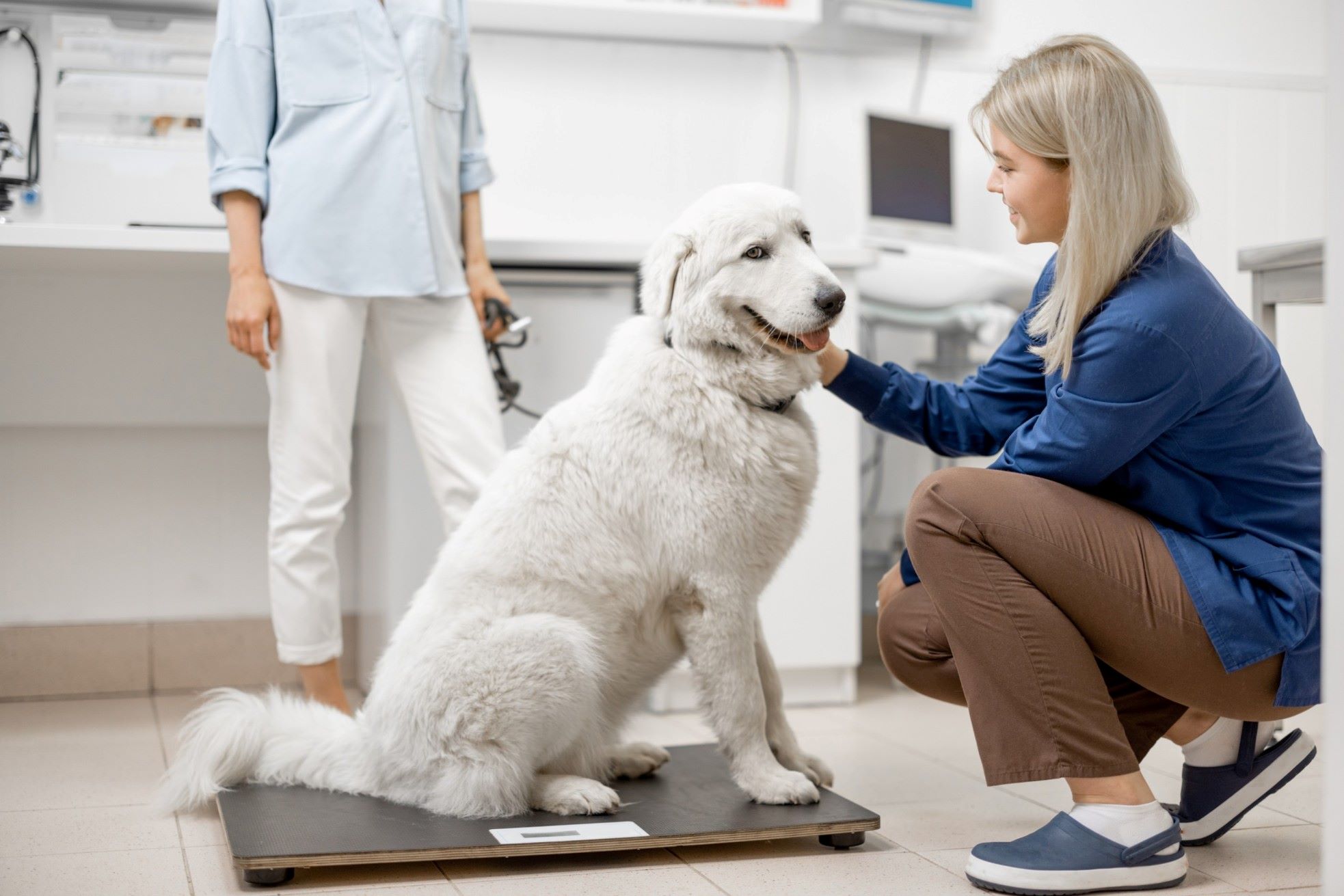 A dog getting weighed at a vet's clinic