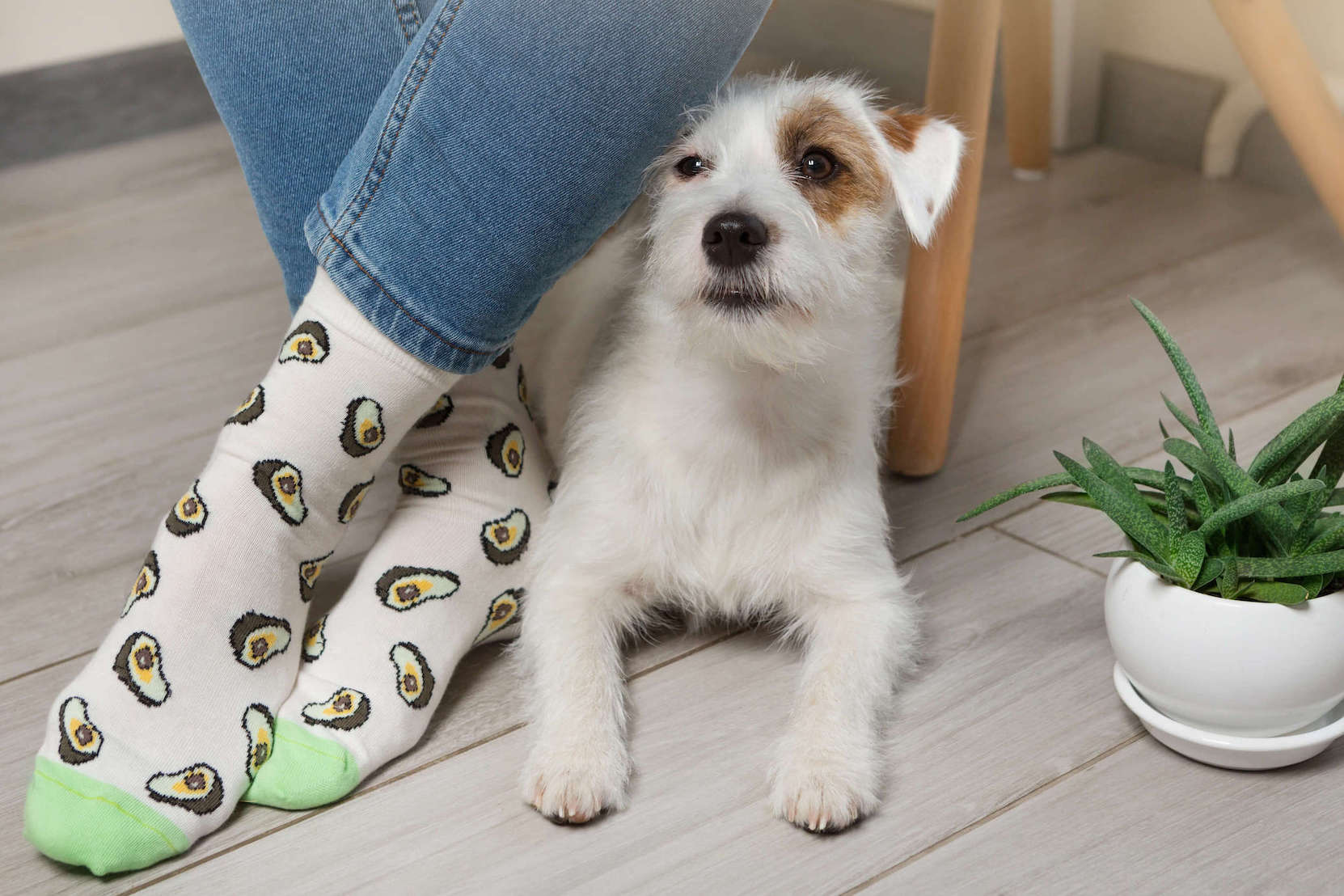 Hund liegt neben den Füßen einer Frau, die Avocadosocken trägt