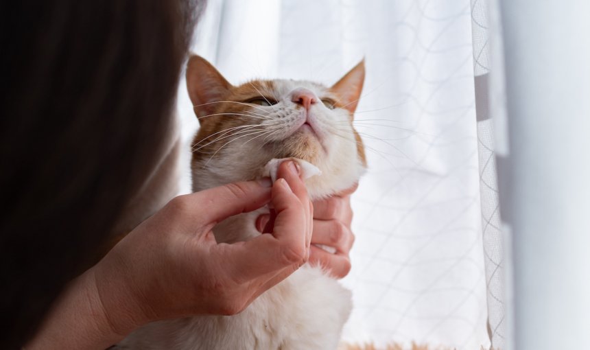 Katze reinigt das Kinn ihrer Katze