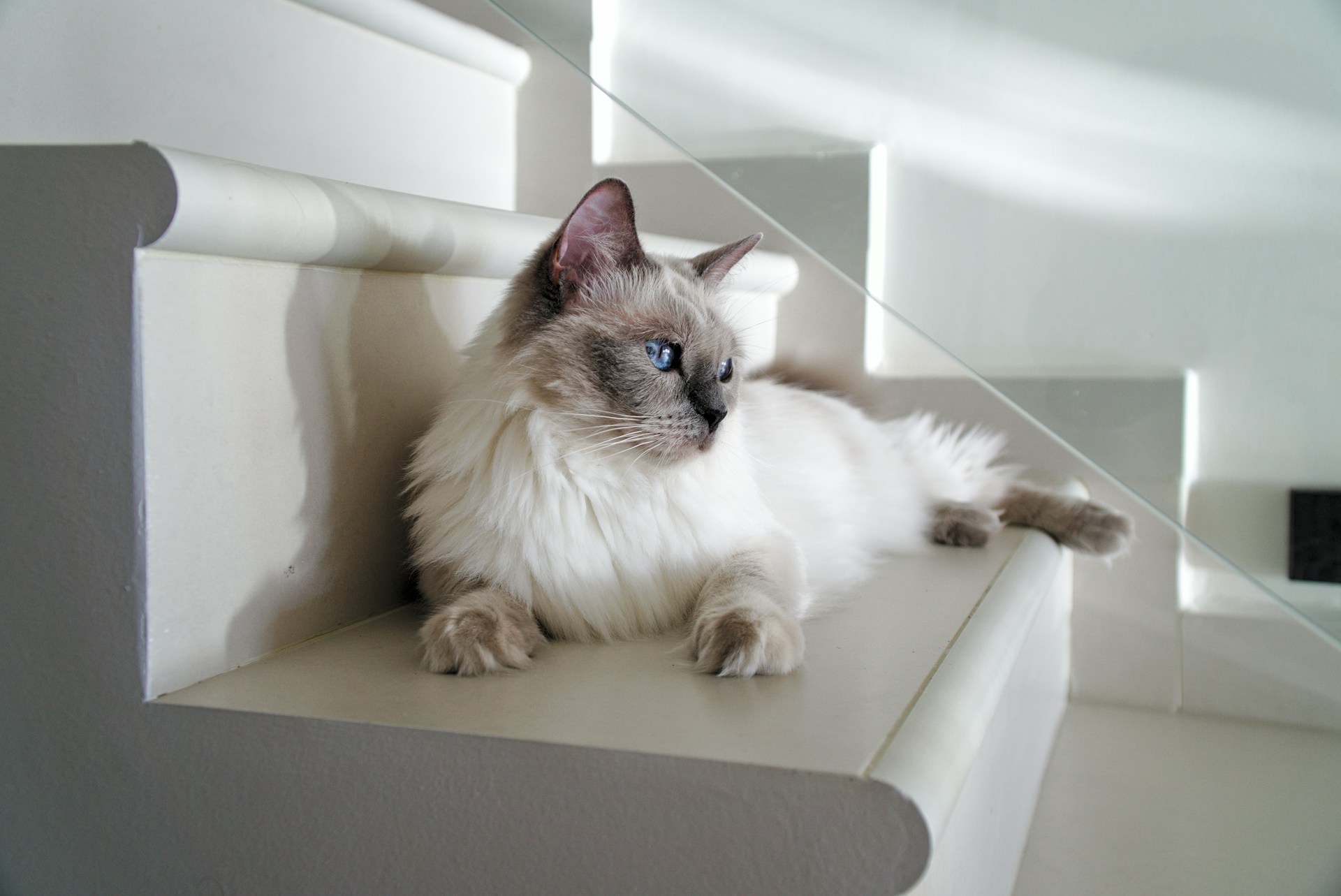 A Ragdoll cat sitting on a staircase