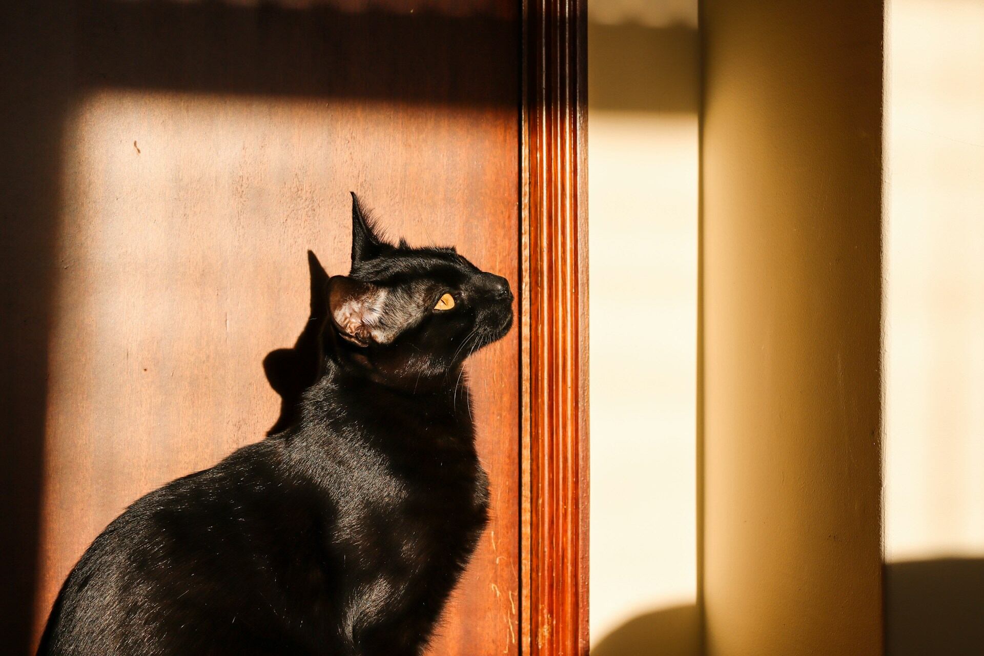 A Bombay cat sitting in a patch of sunlight indoors