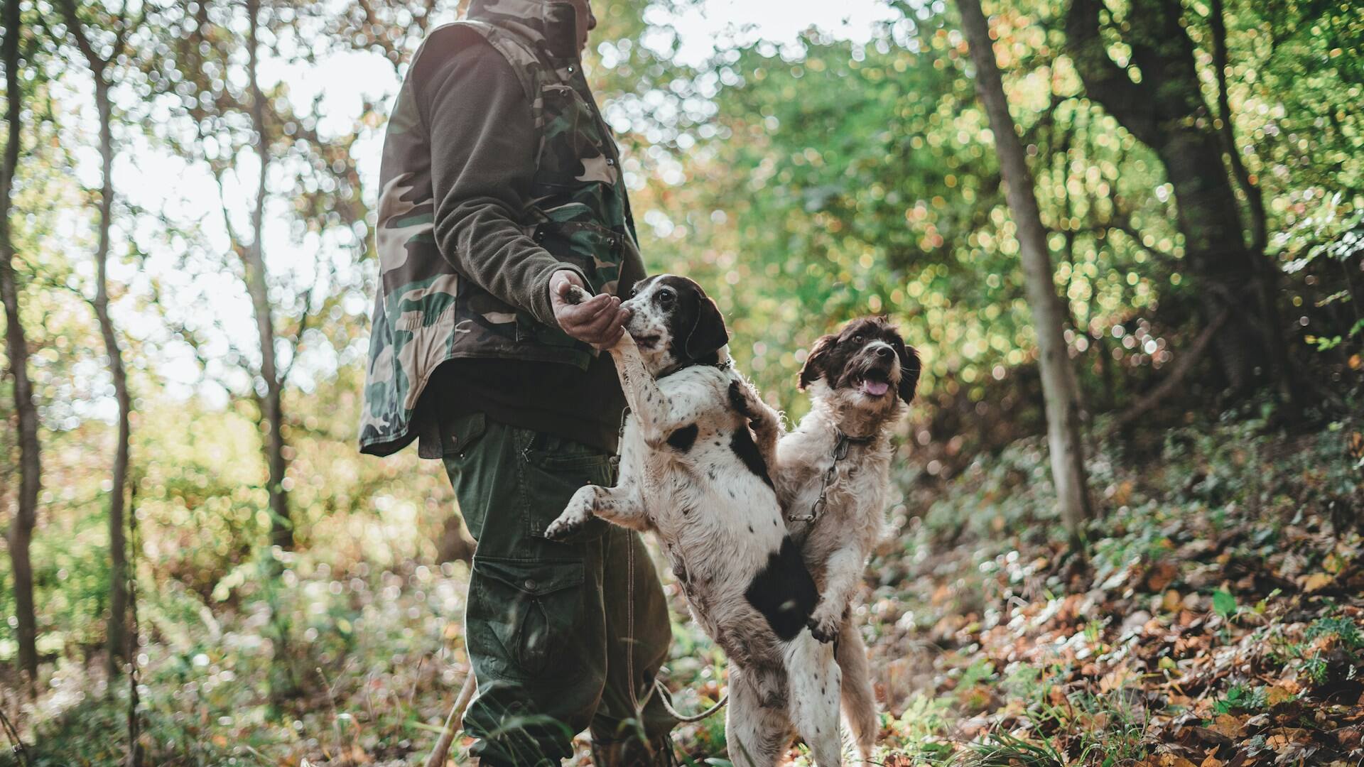 Ett par irish setters i skogen med en man i jaktkläder