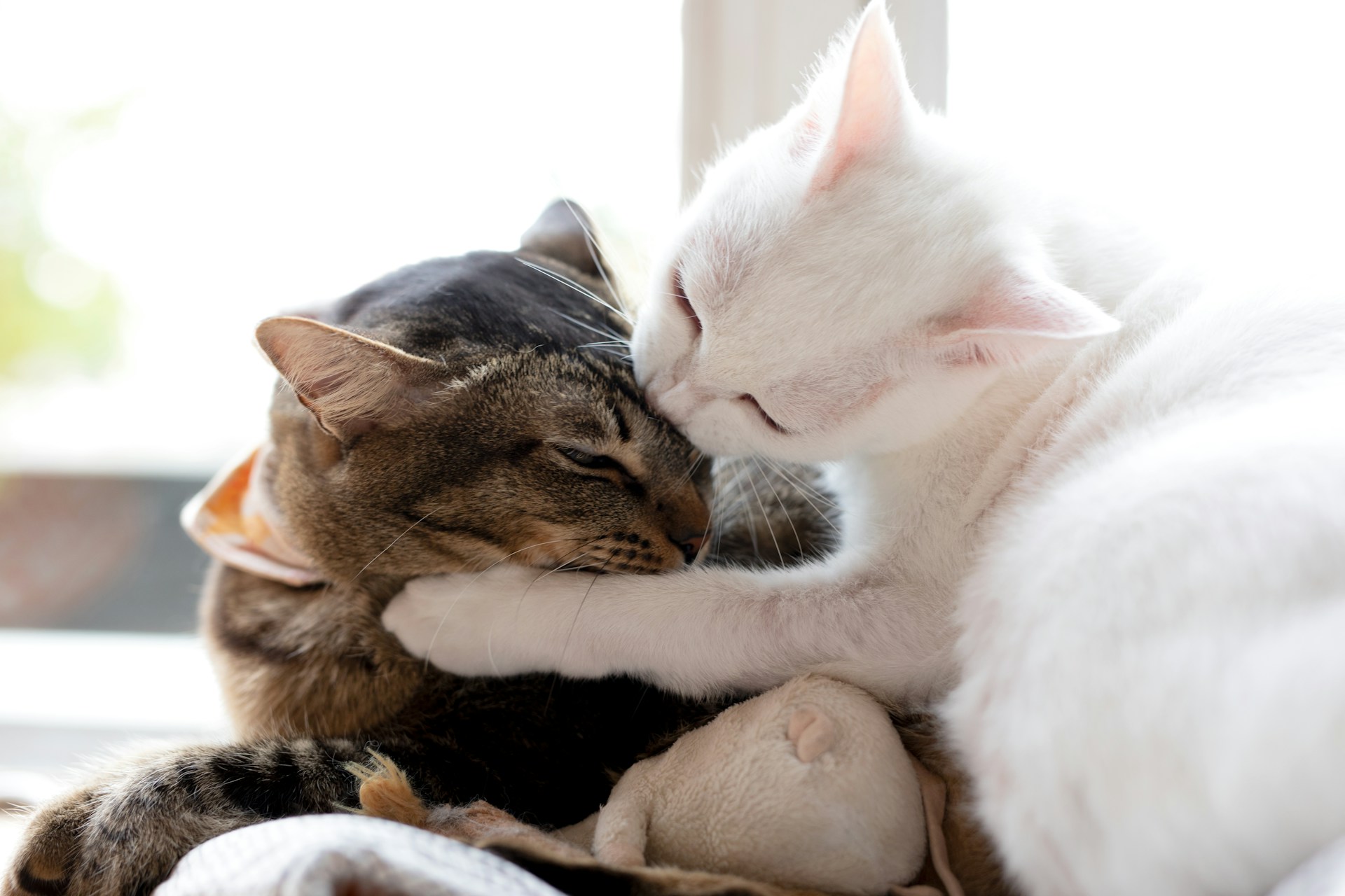 Two cats playing indoors