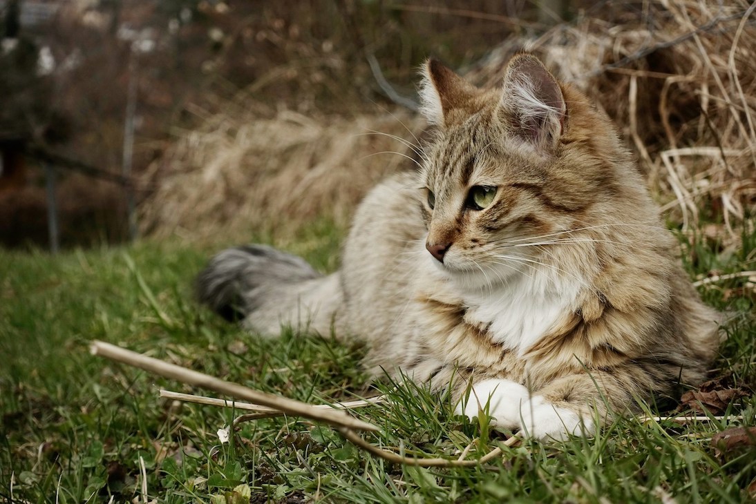 Katze liegt in einer Wiese am Rande eines Feldes