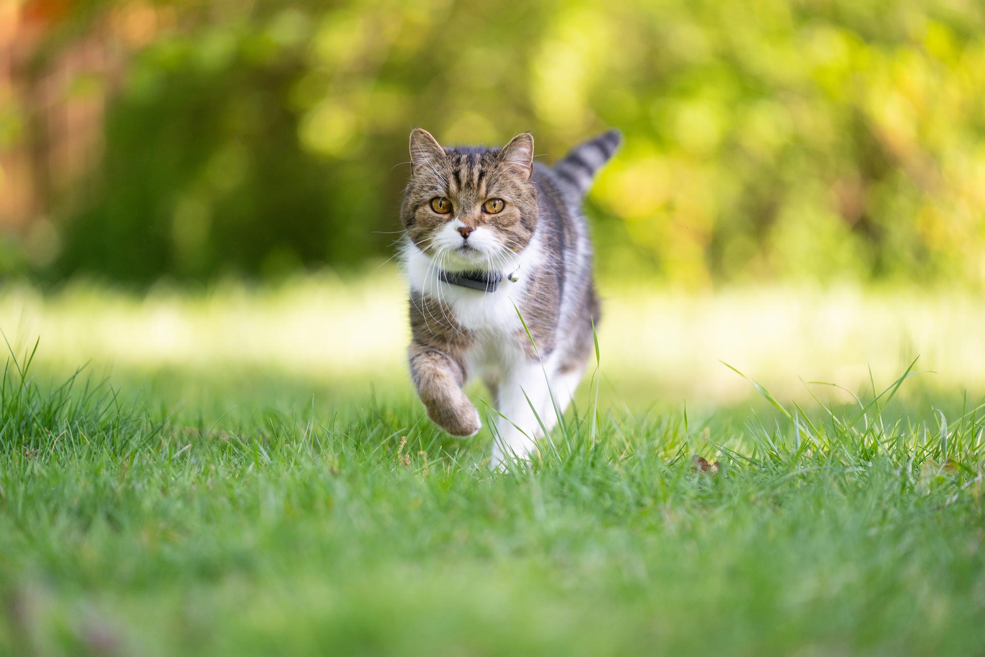 Weiß-braun getigerte Katze trägt Cat Mini Tracker und streift durch die Wiese