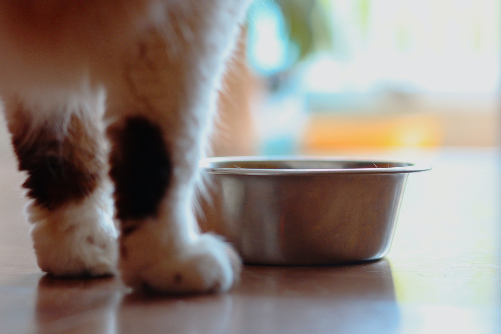 Katze steht vor Futternapf aus Edelstahl