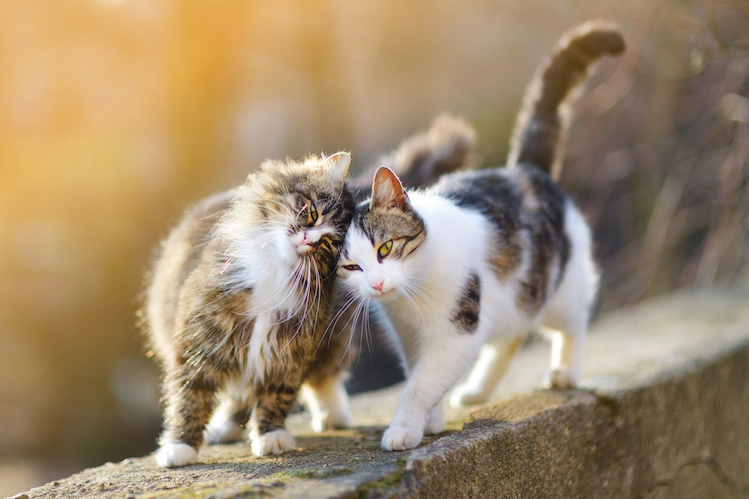 Zwei Katzen gehen aneinander kuschelnd eine Mauer entlang