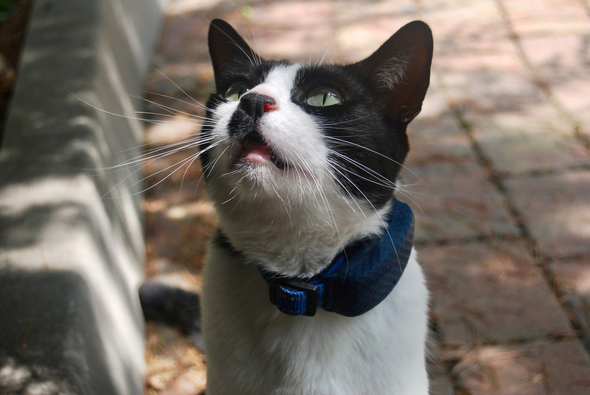 chat noir et blanc assis sur le trottoir regardant le photographe, avec son GPS Tractive étanche pour chats