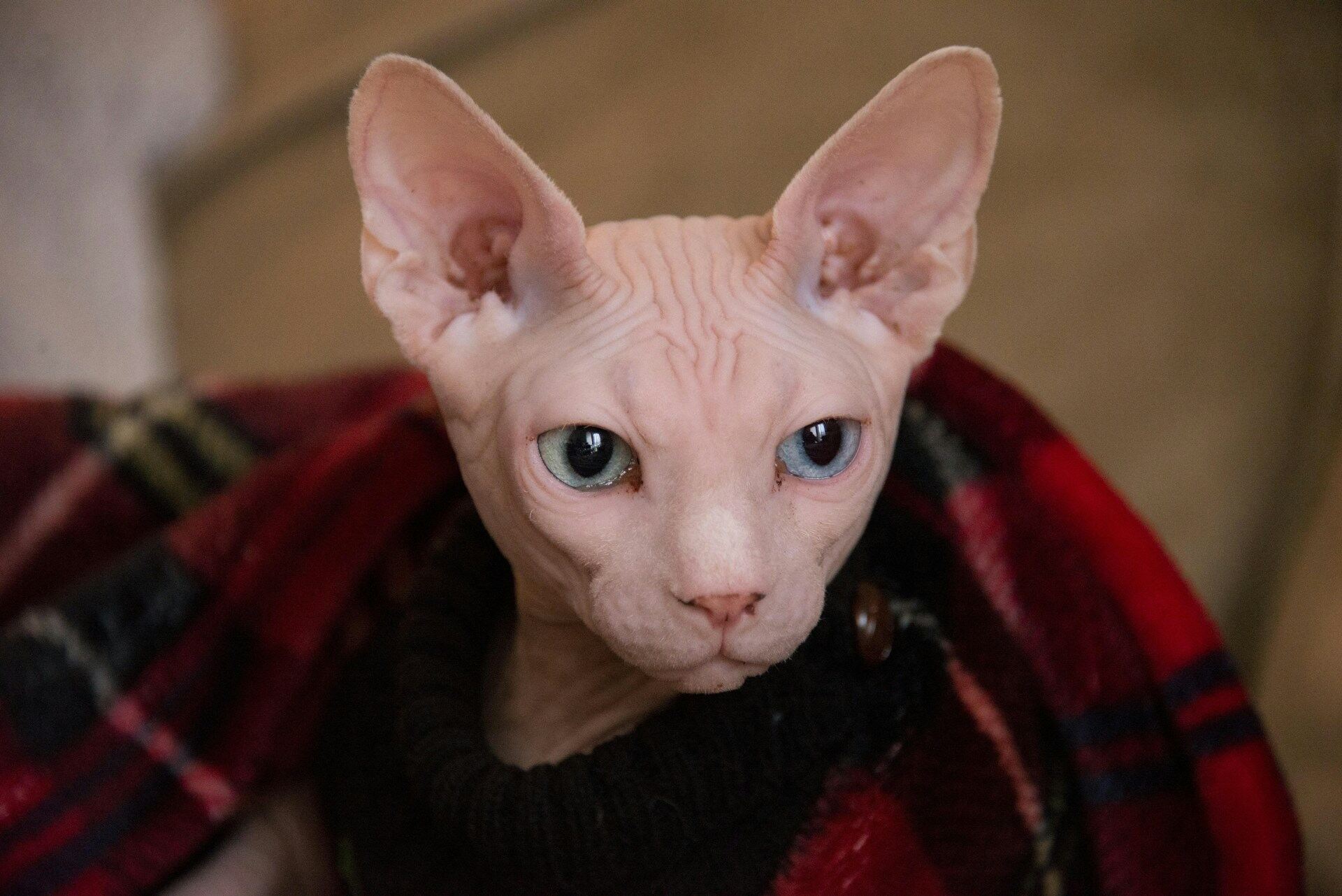 A Sphynx cat nestling in a red blanket