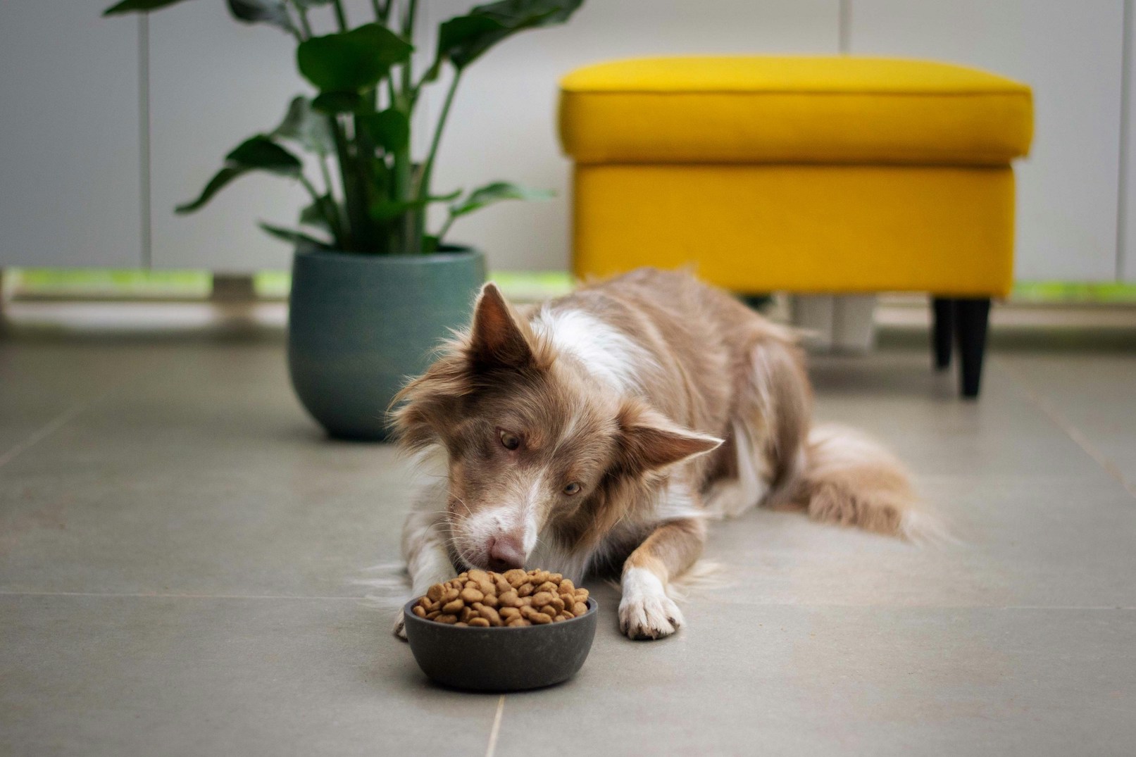 Braun-weißer Hund beim Fressen