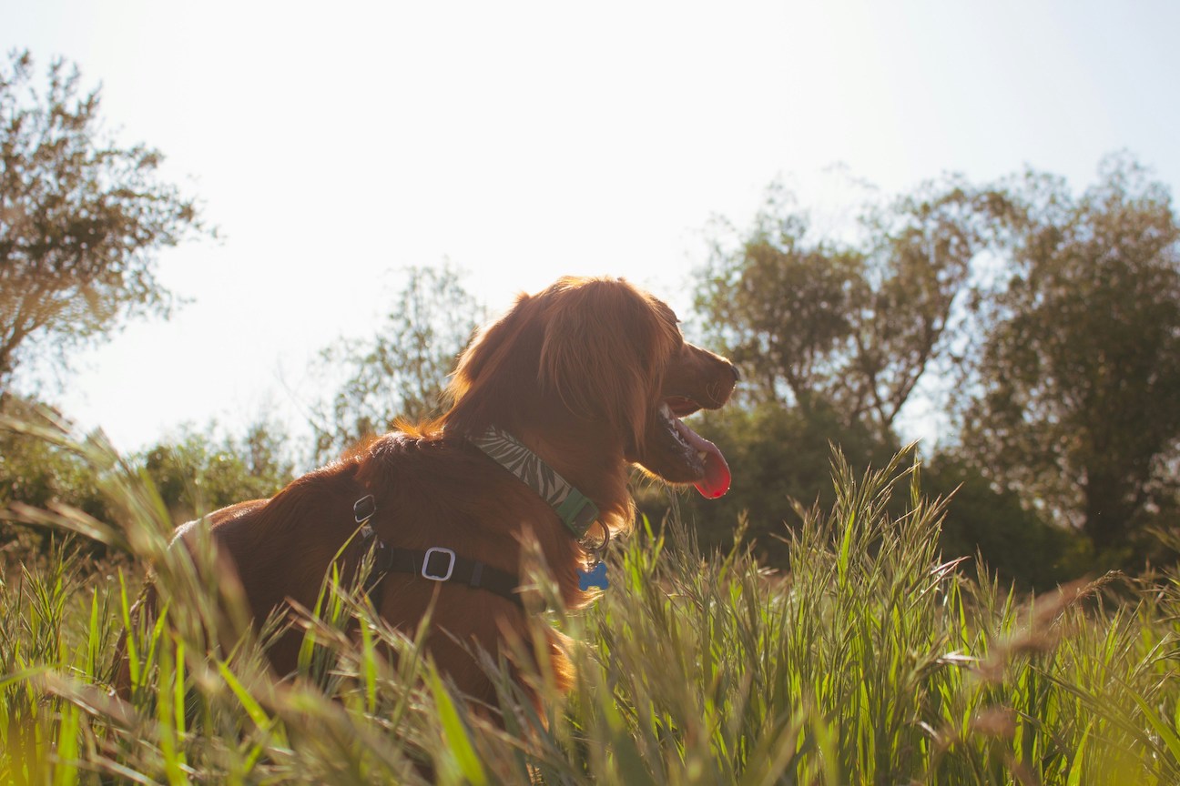 Brauner Hund im hohen Gras