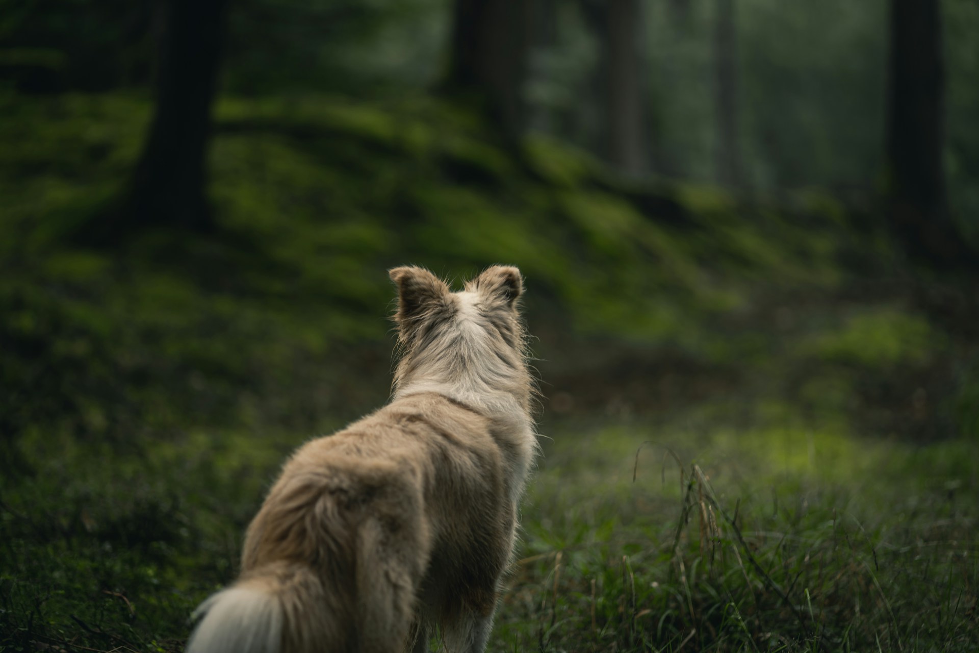 En hund som har gått vilse i skogen