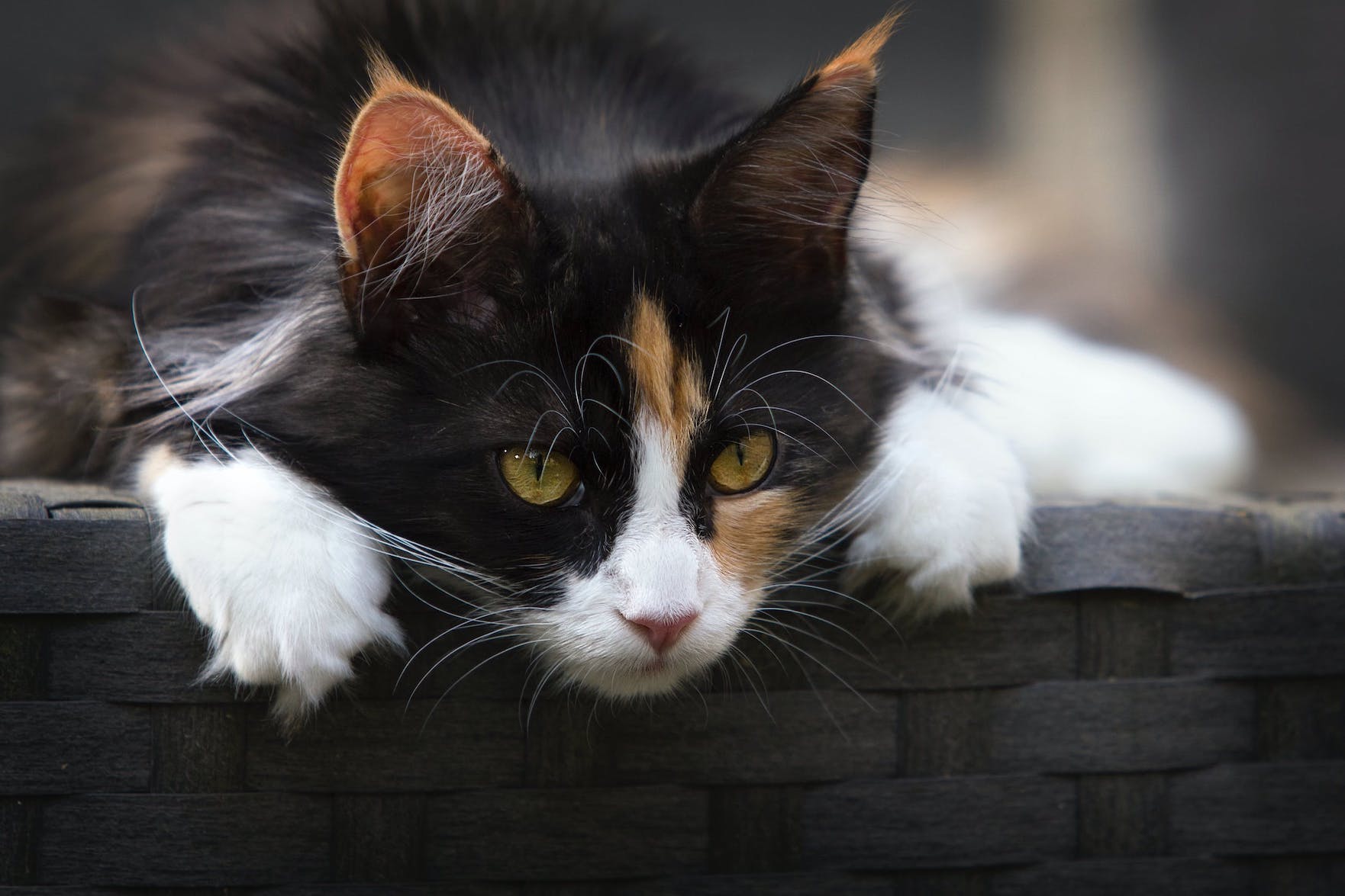 Dreifarbige, langhaarige Katze liegt auf einem Korb