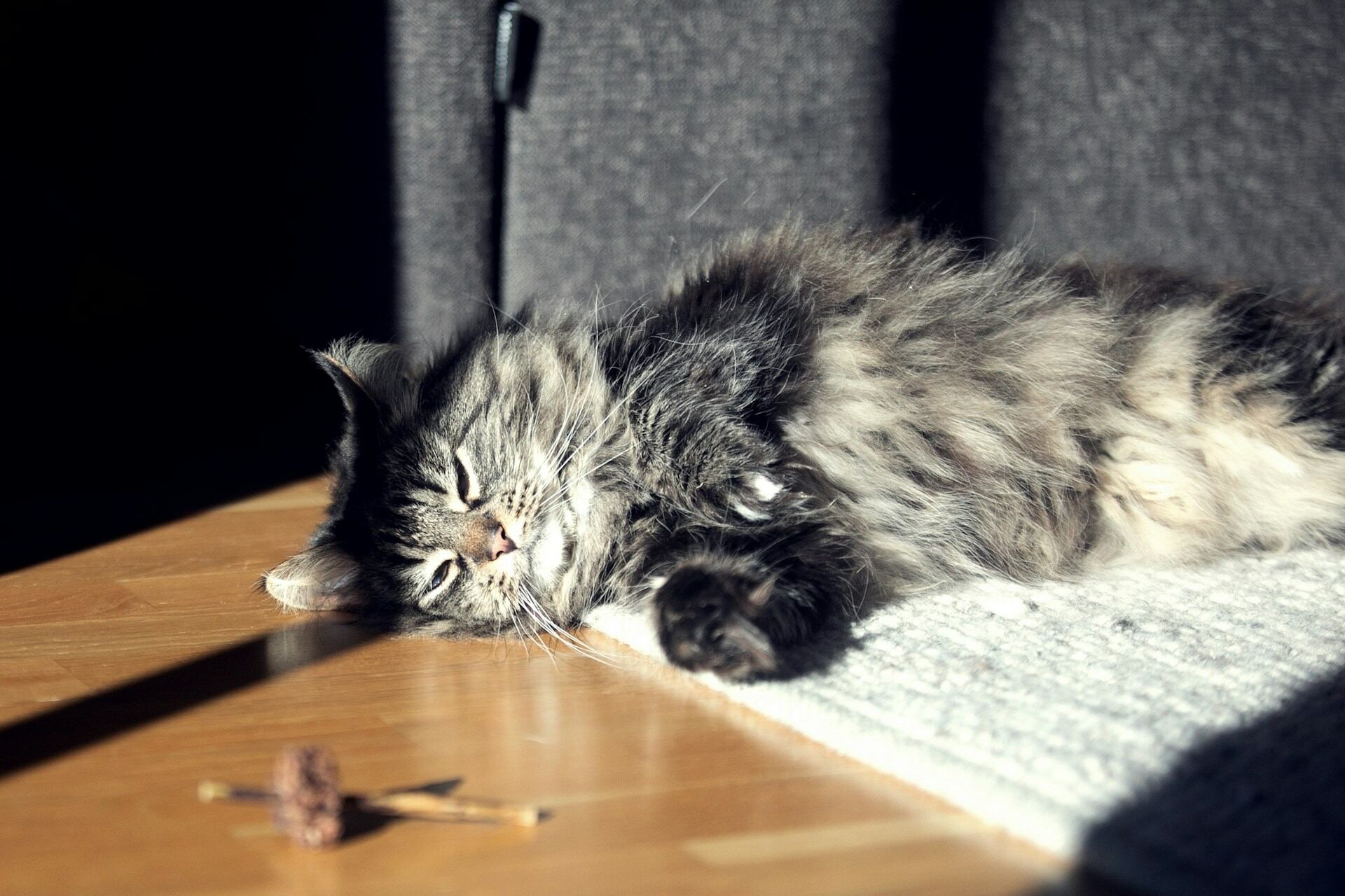 A sick cat lying in a sunny patch on the floor